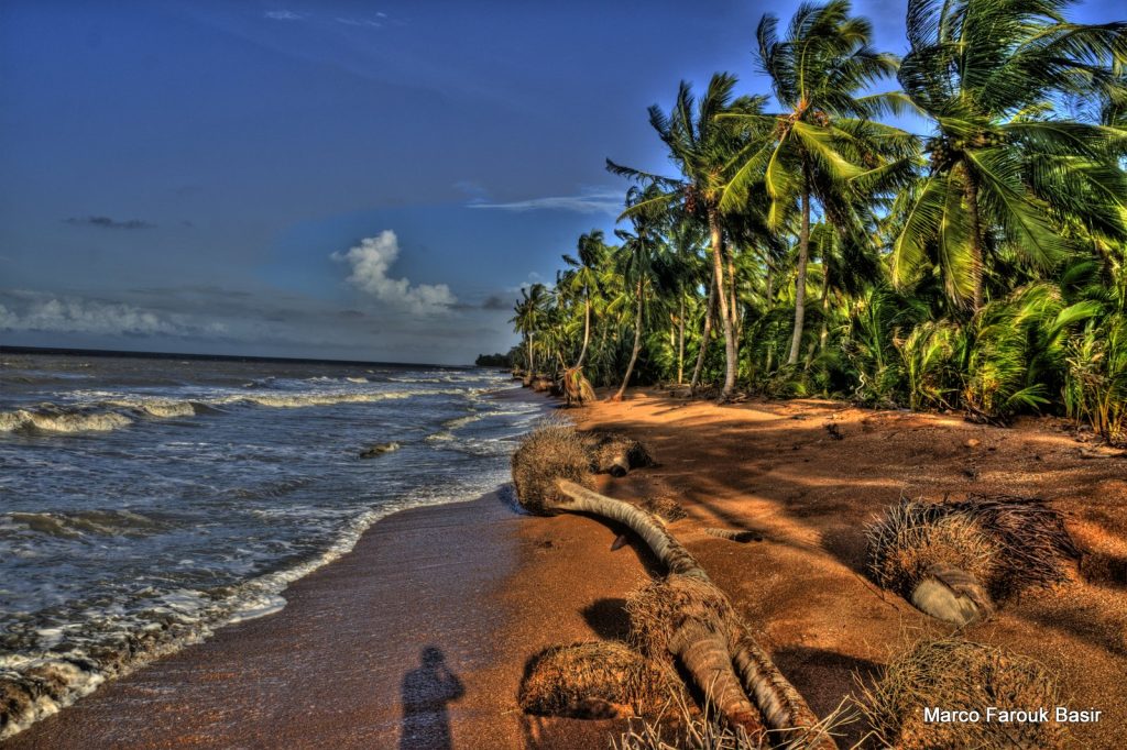 Shell Beach: Where the Ocean Meets the Wild Heart of Guyana - Travel Guyana