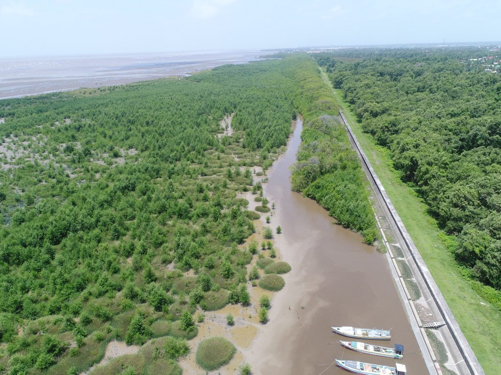 Guyana’s Mangrove Revival 2025: Where Coastal Conservation Meets Eco-Tourism - Travel Guyana