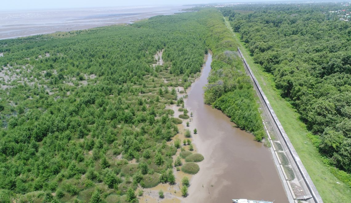 Guyana’s Mangrove Revival 2025: Where Coastal Conservation Meets Eco-Tourism - Travel Guyana