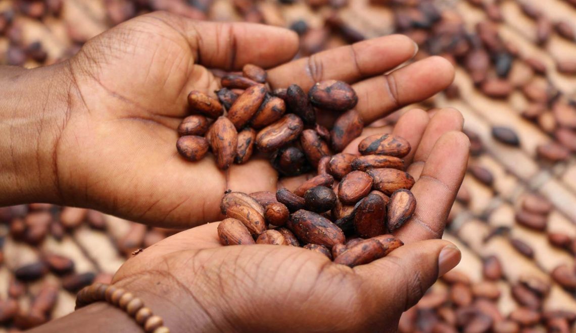From Bean to Bar 2025: Discovering Guyana’s Cocoa & Chocolate Tourism Revolution - Travel Guyana